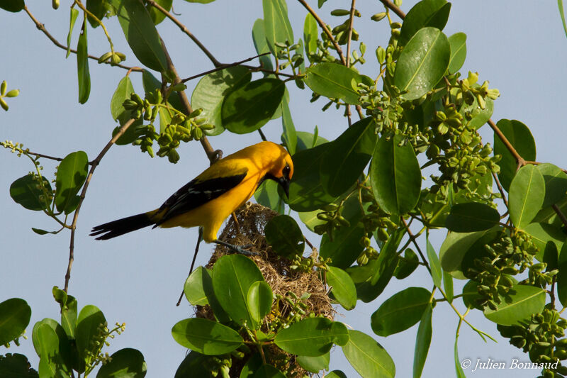 Yellow Oriole