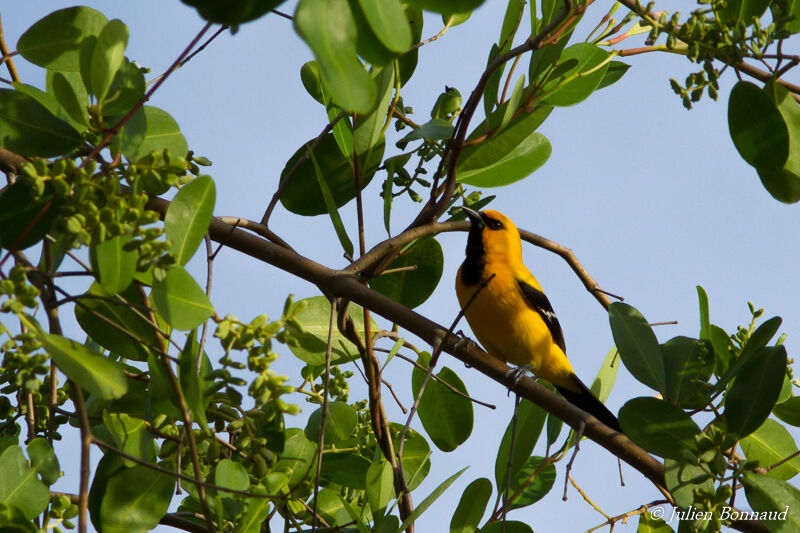 Yellow Oriole