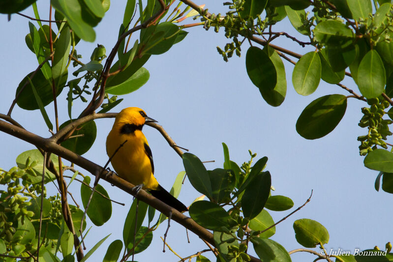 Oriole jaune