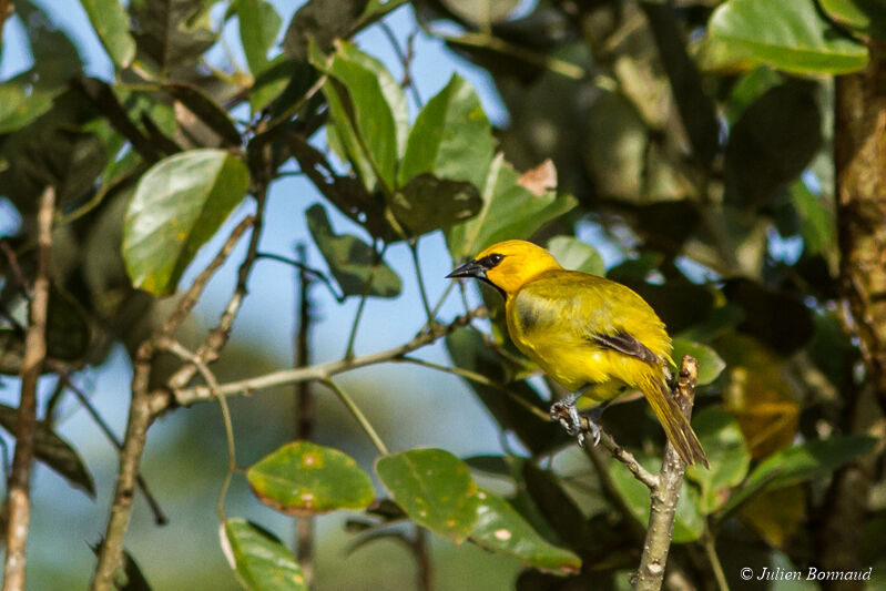 Oriole jaune