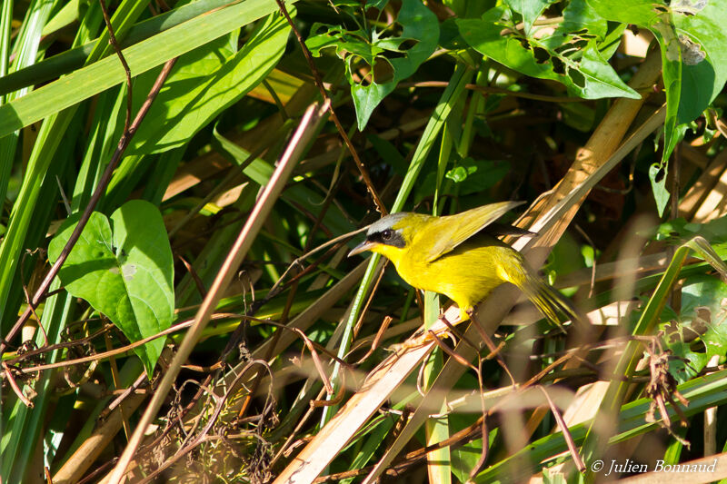 Masked Yellowthroat