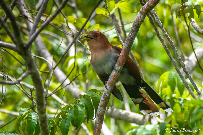 Squirrel Cuckoo