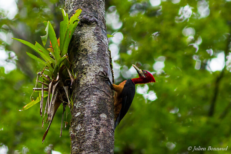 Red-necked Woodpecker