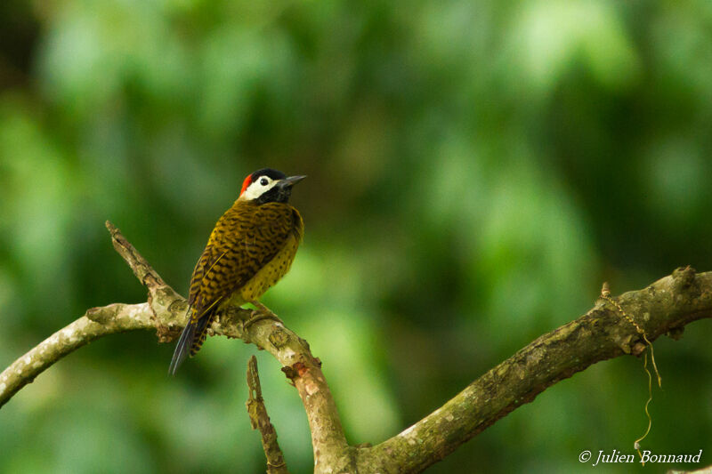 Spot-breasted Woodpecker