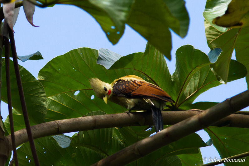 Cream-colored Woodpecker