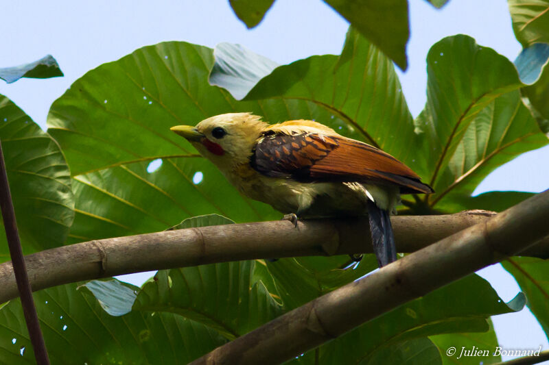 Cream-colored Woodpecker