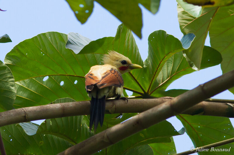 Cream-colored Woodpecker