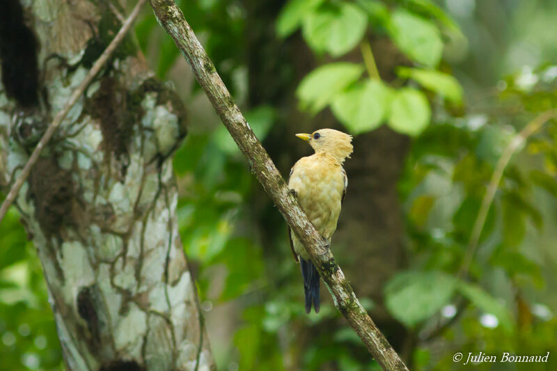 Cream-colored Woodpecker