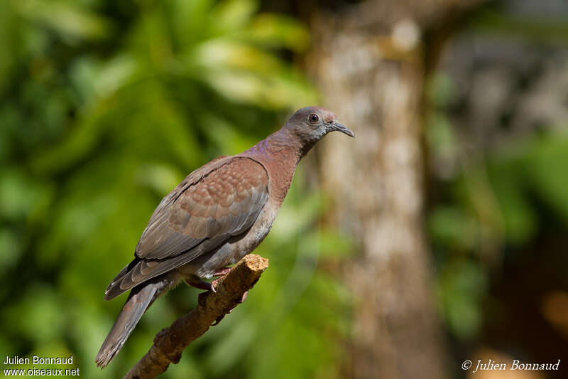 Pigeon roussetjuvénile, identification