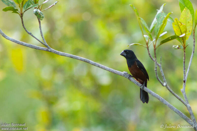 Chestnut-bellied Seed Finch male adult, habitat, pigmentation