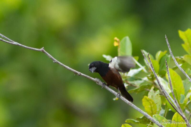 Chestnut-bellied Seed Finch male adult, pigmentation