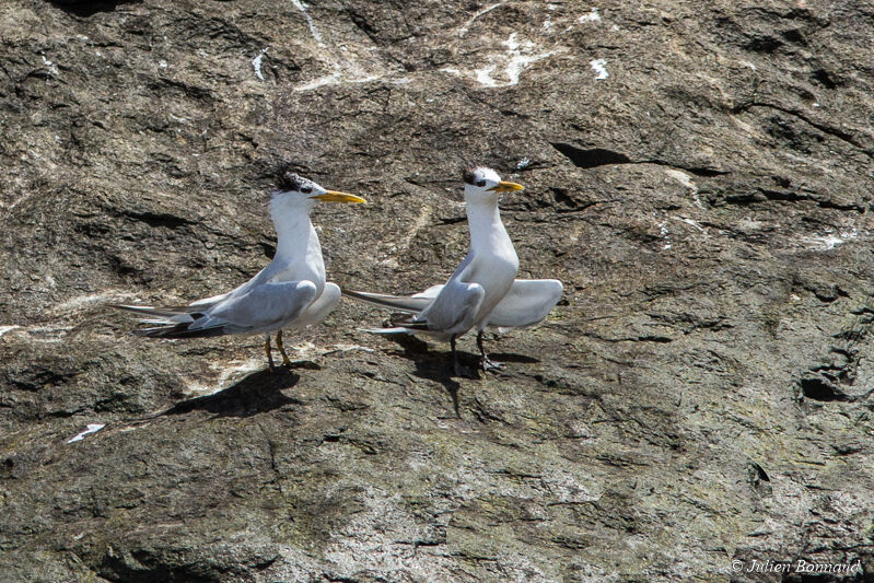 Cabot's Tern (eurygnathus)