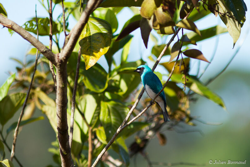 Tersine hirondelle mâle adulte, Comportement