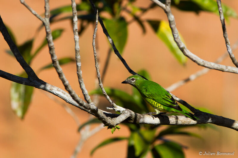 Tersine hirondelle femelle adulte, Comportement