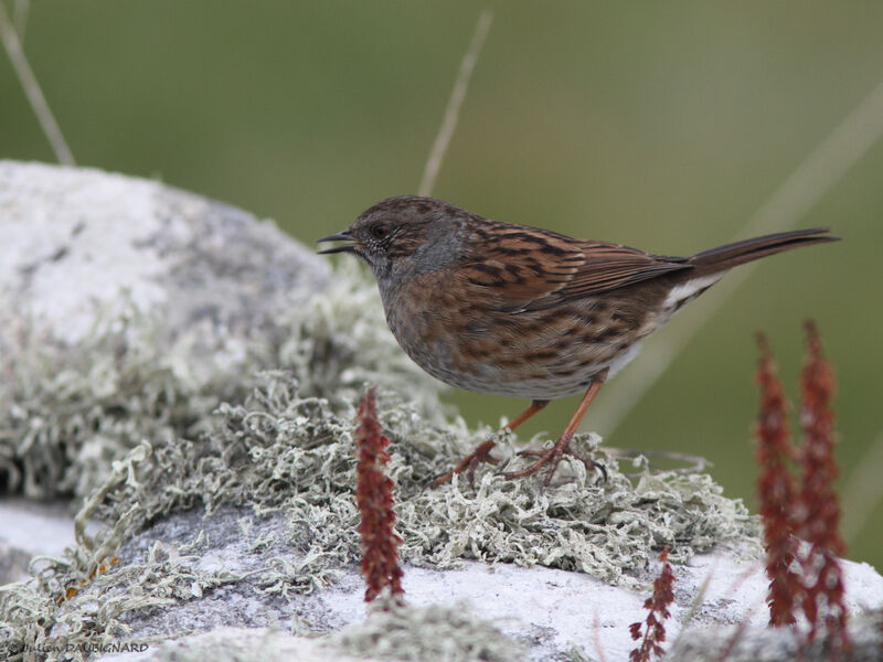 Dunnock, identification