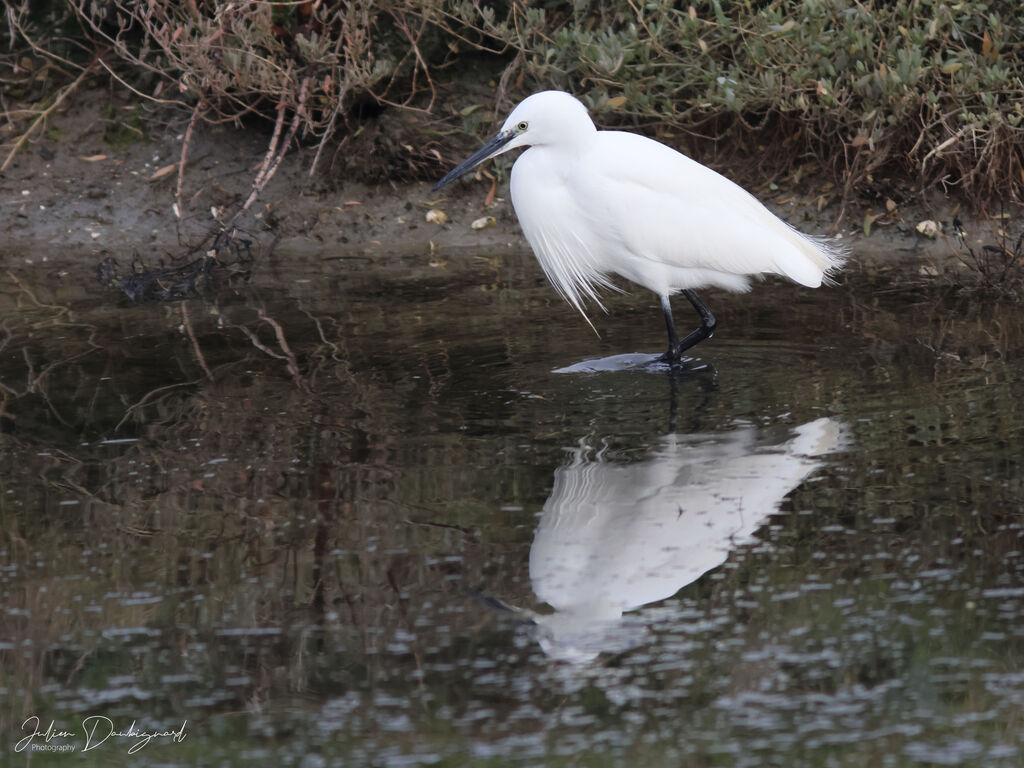 Little Egret