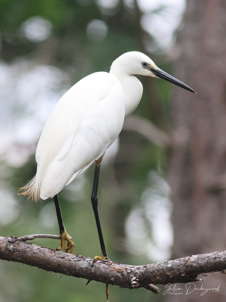 Little Egret