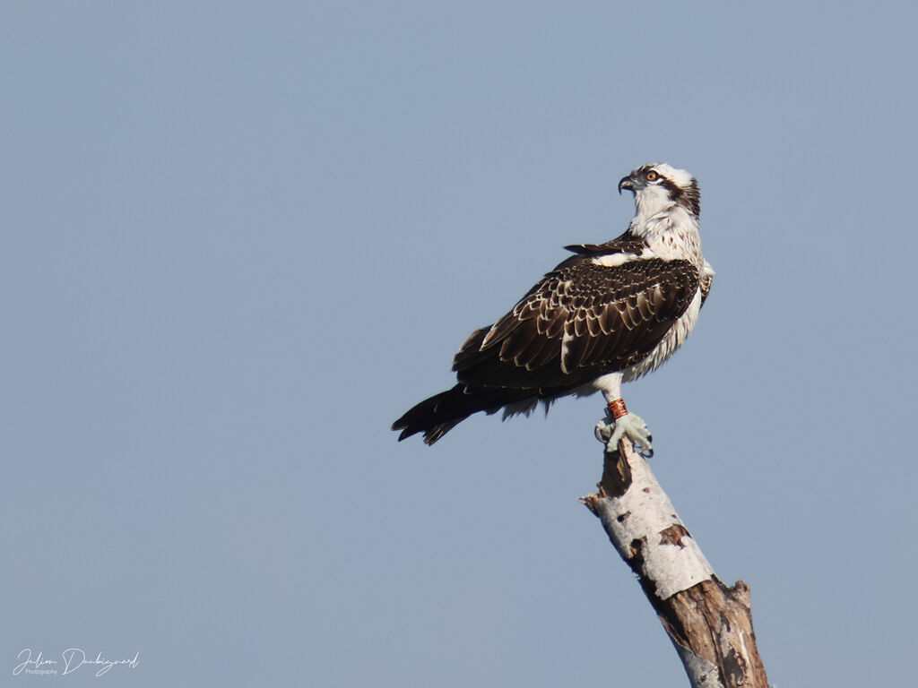 Balbuzard pêcheurjuvénile, identification