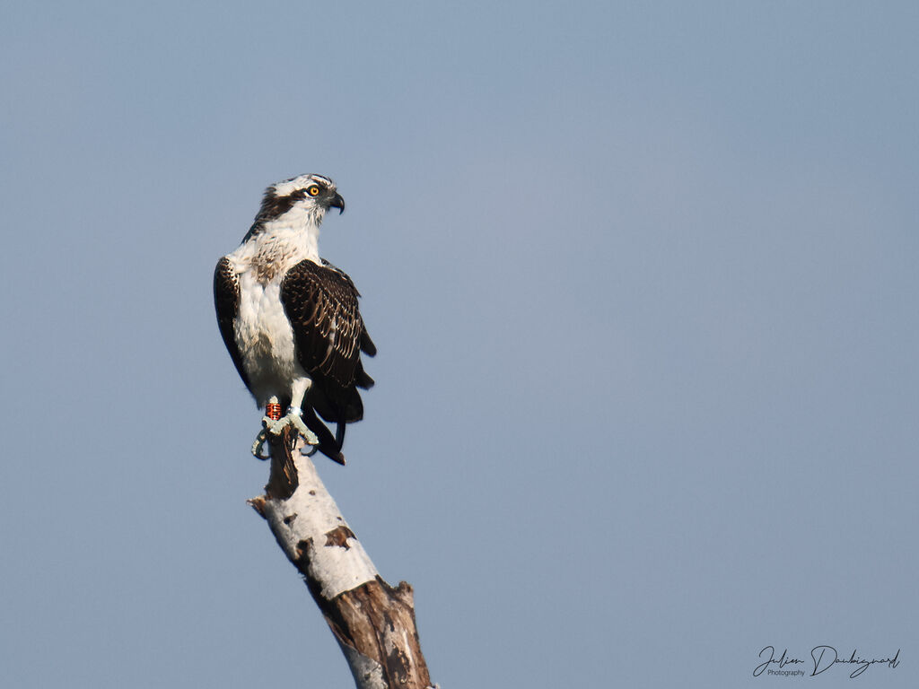 Balbuzard pêcheurjuvénile, identification