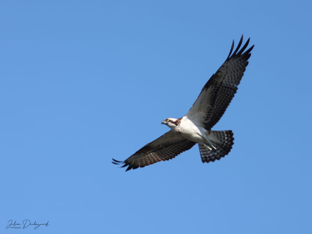Balbuzard pêcheur, Vol