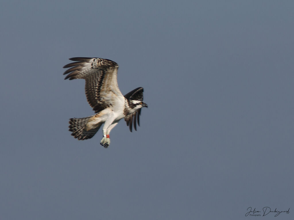 Balbuzard pêcheur