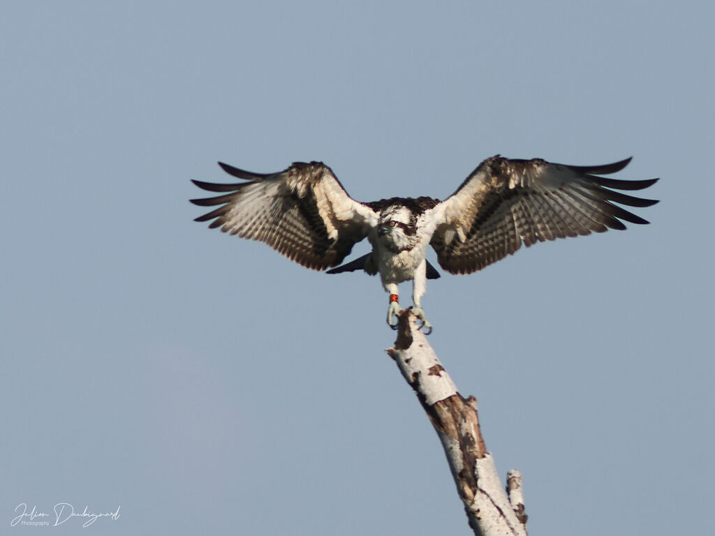 Balbuzard pêcheurjuvénile, identification
