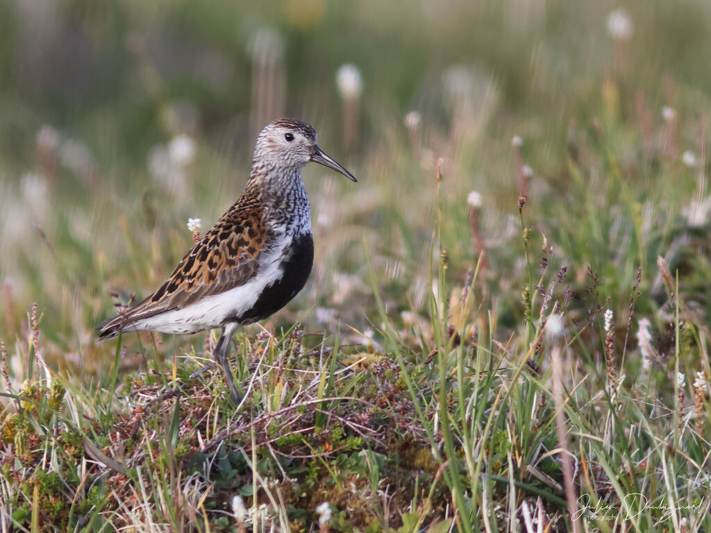 Bécasseau variableadulte nuptial, identification