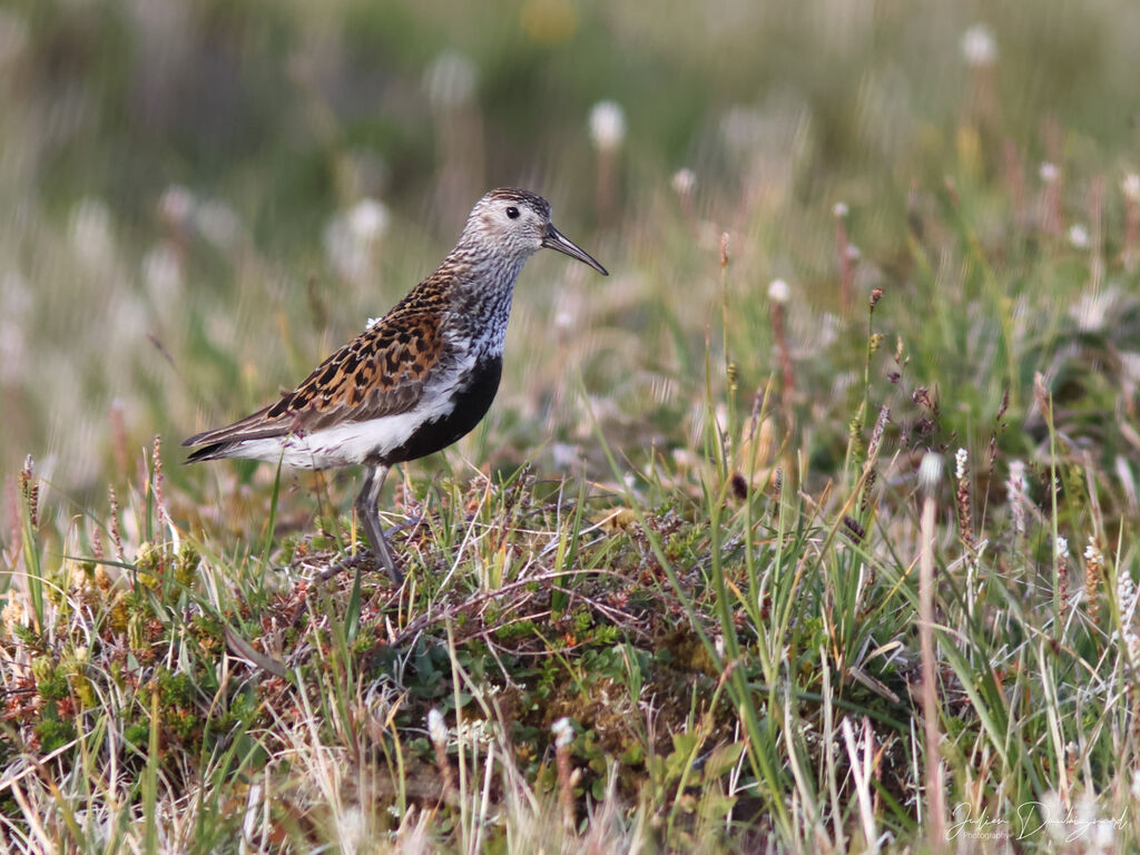 Bécasseau variableadulte nuptial, identification