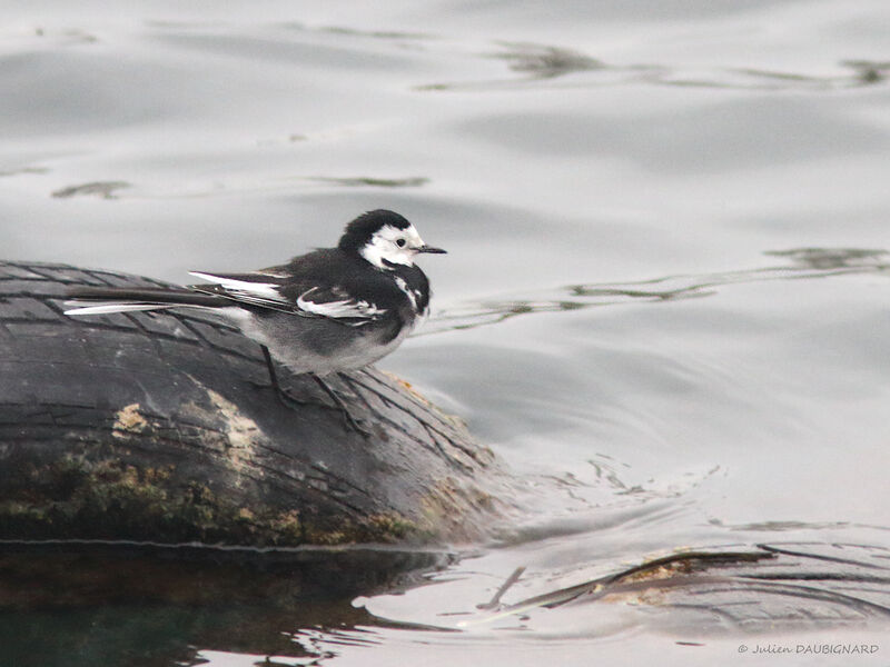 White Wagtail (yarrellii), identification