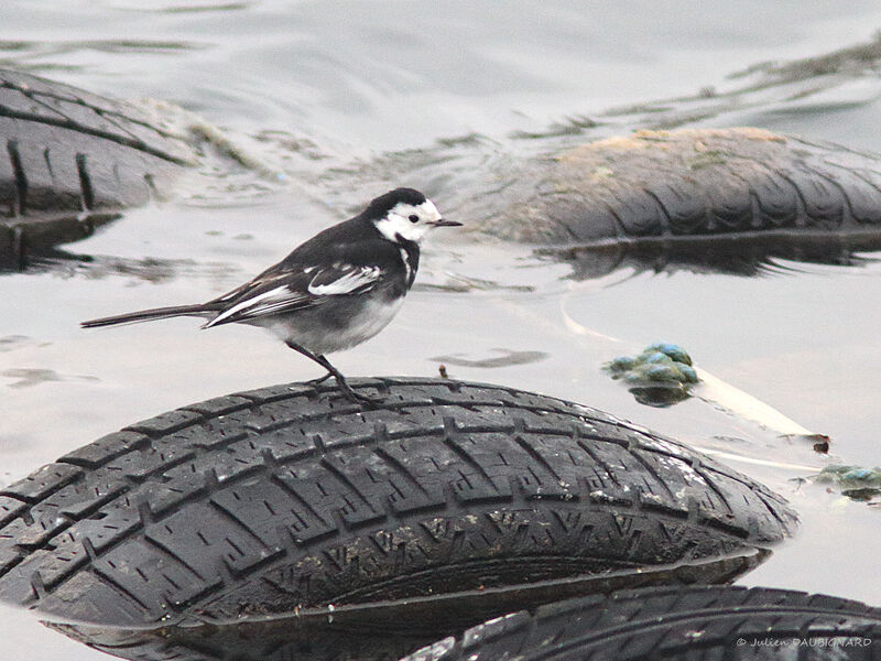 White Wagtail (yarrellii), identification