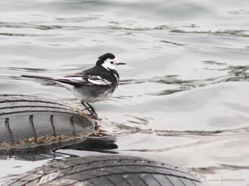 White Wagtail (yarrellii), identification