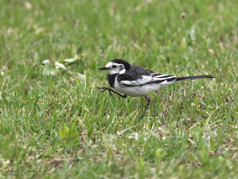 Bergeronnette grise, identification