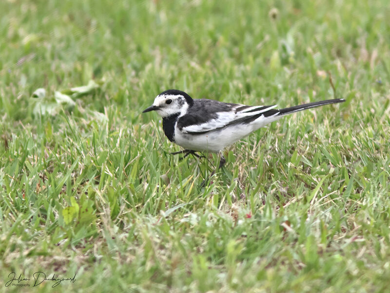 Bergeronnette grise, identification