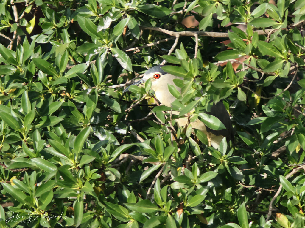 Black-crowned Night Heron