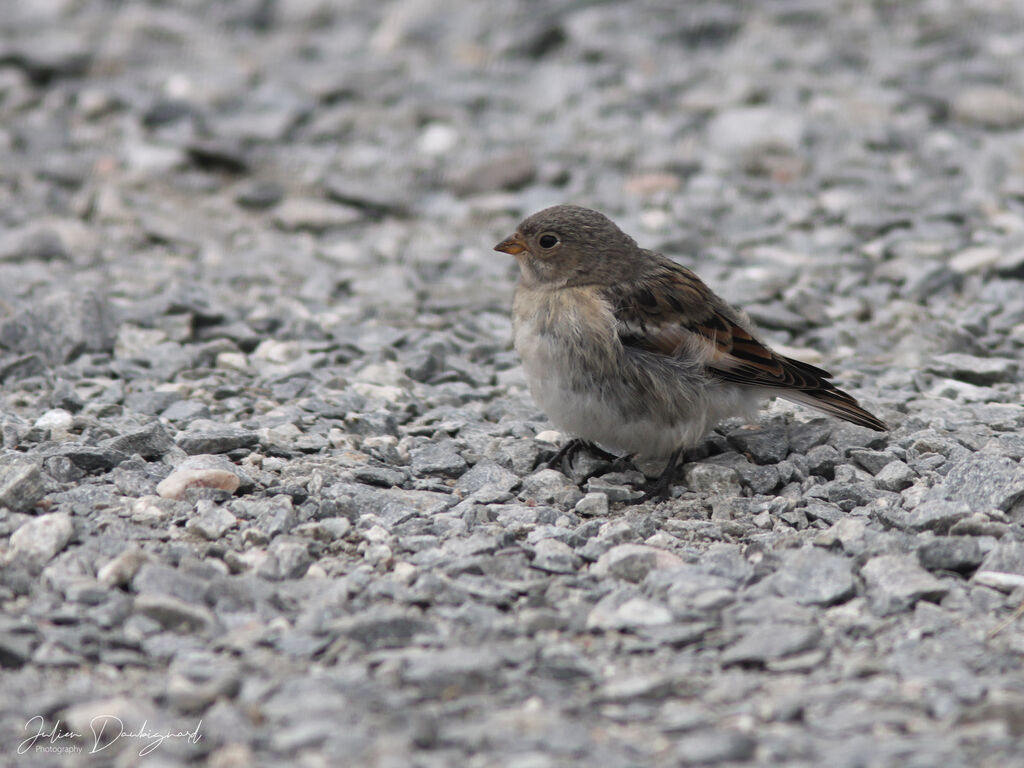 Snow Bunting, identification