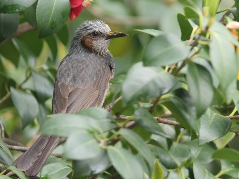 Bulbul à oreillons bruns, identification