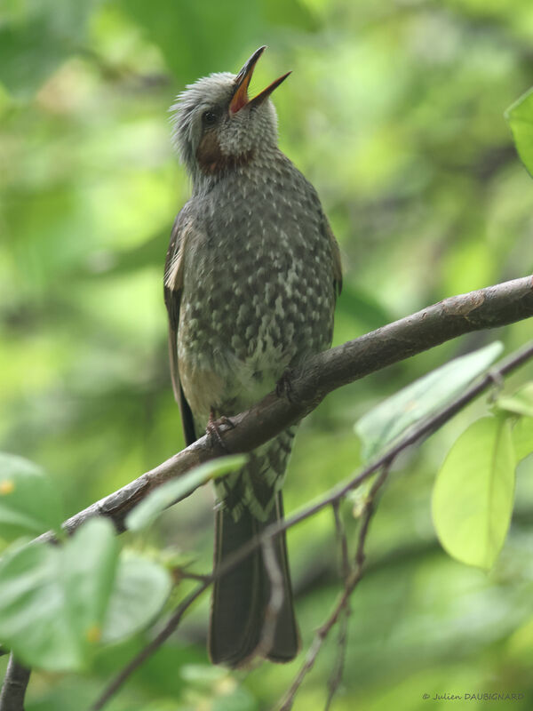 Brown-eared Bulbul, identification