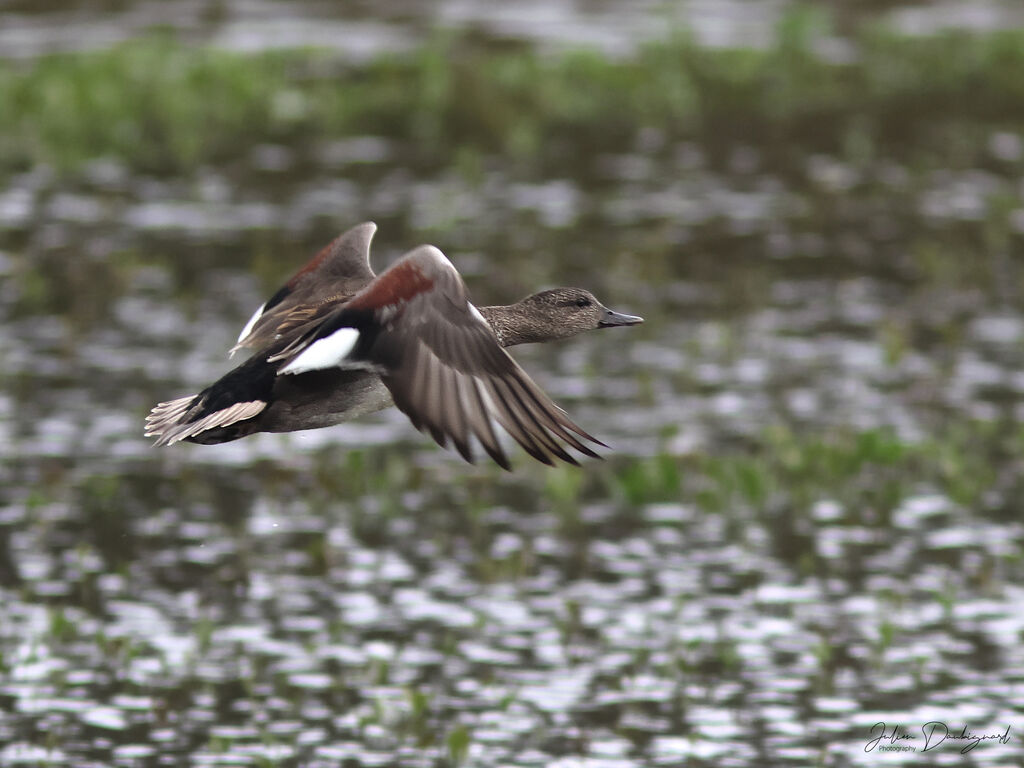 Canard chipeau mâle adulte, Vol