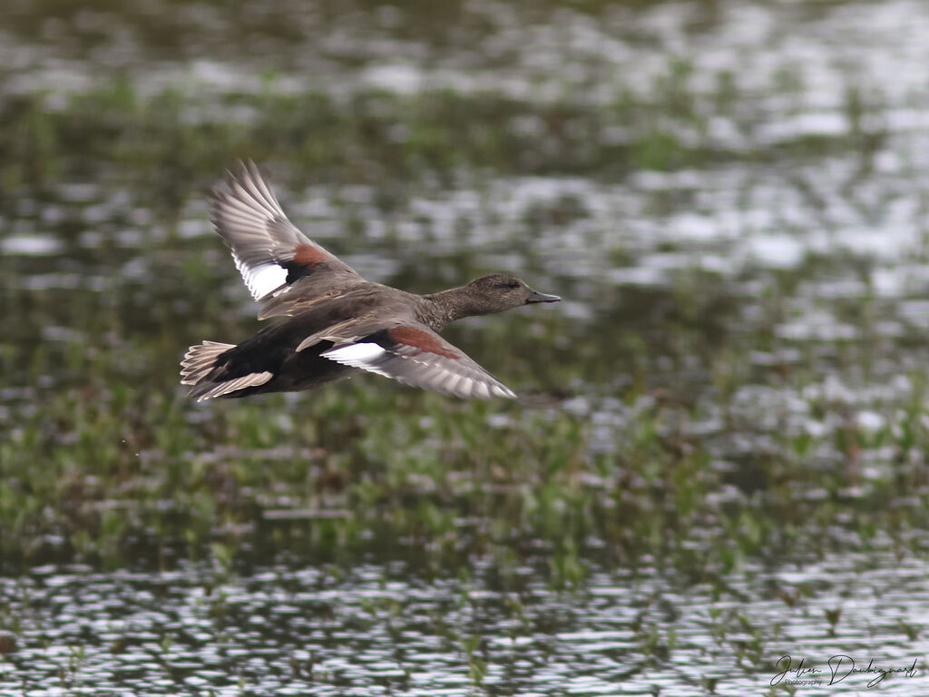 Canard chipeau mâle adulte, Vol