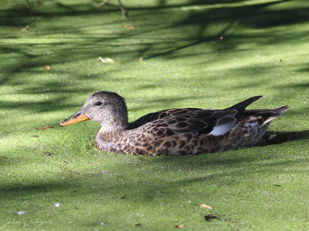 Canard chipeau femelle, identification
