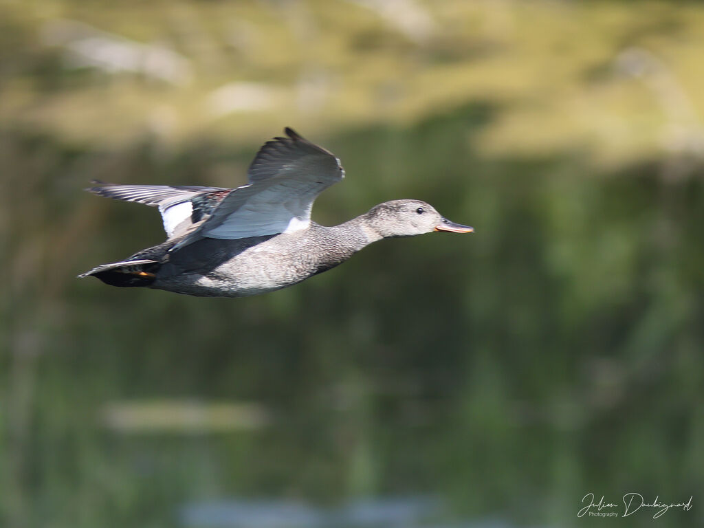 Canard chipeau