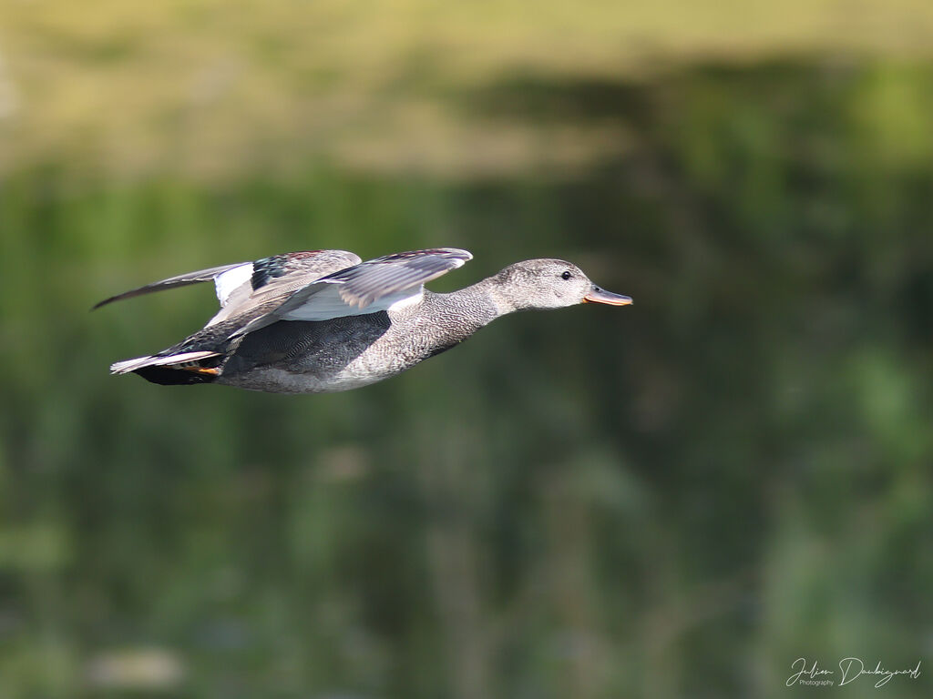 Canard chipeau
