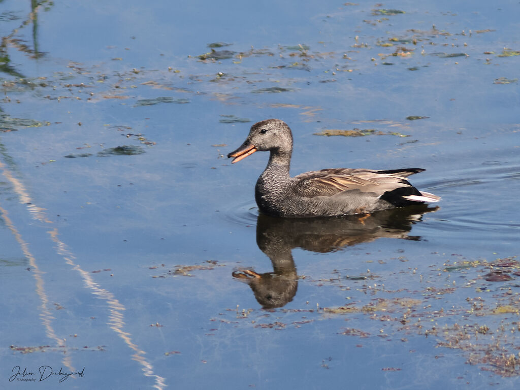 Canard chipeau