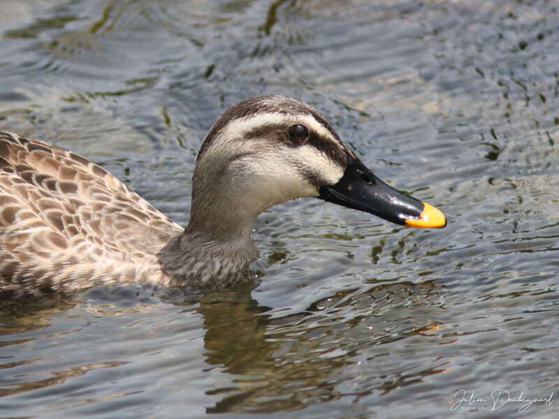 Eastern Spot-billed Duck, close-up portrait