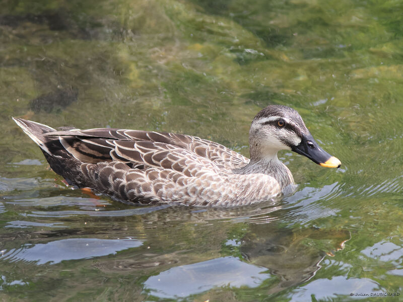 Eastern Spot-billed Duck, identification