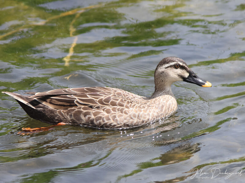 Canard de Chine, identification