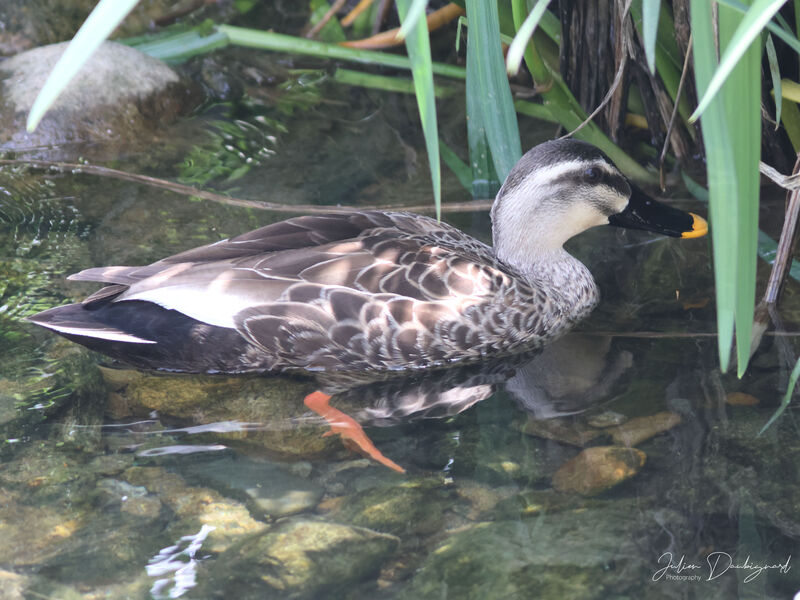 Eastern Spot-billed Duck, identification