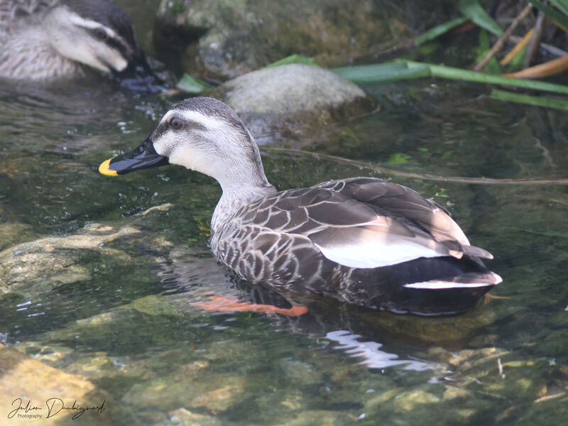 Eastern Spot-billed Duck, identification