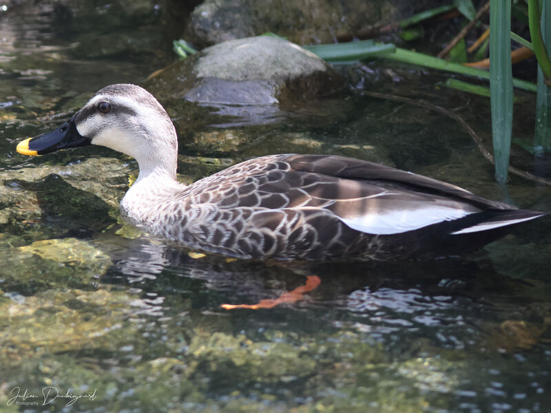 Eastern Spot-billed Duck, identification