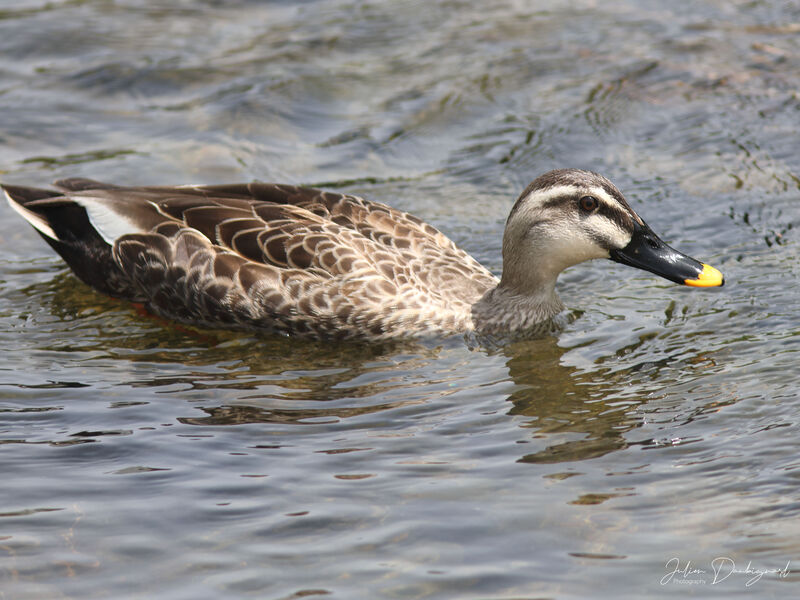 Canard de Chine, identification